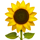 :sunflower:
